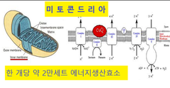  『에덴셀 미토콘요법』의 치유원리